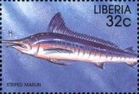 Striped Marlin (Makaira audax)