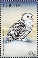 Snowy Owl (Bubo scandiacus)