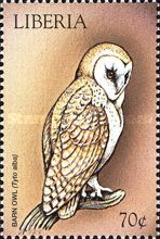 Western Barn Owl (Tyto alba)