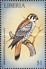 American Kestrel (Falco sparverius)