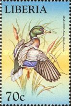 Mallard (Anas platyrhynchos)