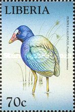 Purple Gallinule (Porphyrula martinica)