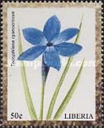 Tecophilaea cyanocrocus