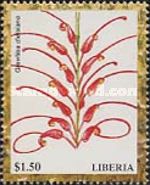 Grevillea dielsiana