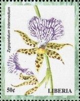 Zygopetalum intermedium