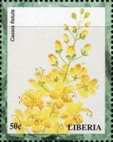 Cassia fistula