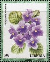 Saintpaulia ionantha