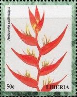 Heliconia collinsiana