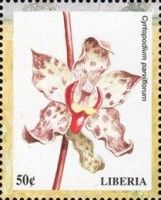 Cyrtopodium parviflorum
