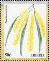 Acacia acuminata