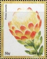 Protea venusta
