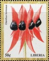 Clianthus formosus