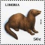 Mink (Mustela vison)