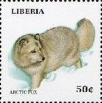 Arctic Fox (Vulpes lagopus)