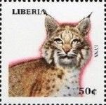 Lynx (Lynx lynx)
