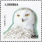Snowy Owl (Nyctea scandiaca)