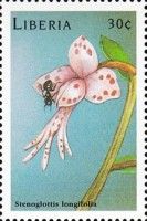 Stenoglottis longifolia