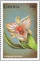 Telipogon pulcher