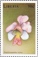 Papilionanthe teres