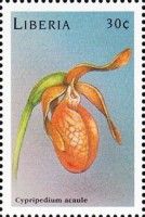 Cypripedium acaule