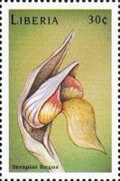 Serapias lingua