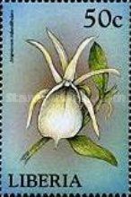 Angraecum infundibulare