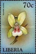 Oeceoclades maculata