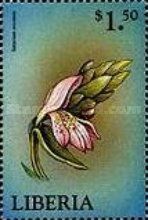 Satyrium erectum