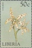 Ansellia africana