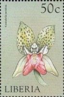 Cymbidiella pardalina