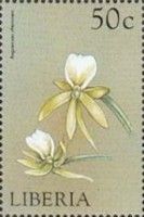 Angraecum eburnium