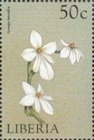 Aerangis leteoalba