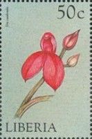 Dis cardinalis