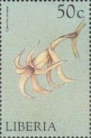 Cyrtorchis arcuata
