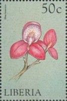 Disa kewensis