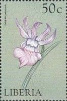 Eulophia guineensis