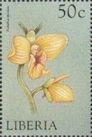 Eulophia speciosa