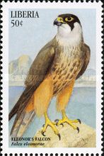 Eleonora's Falcon (Falco eleonorae)