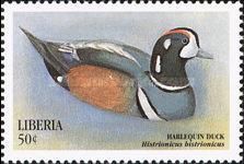 Harlequin Duck (Histrionicus histrionicus)