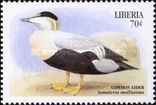 Common Eider (Somateria mollissima)