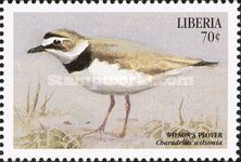 Wilson's Plover (Charadrius wilsonia)