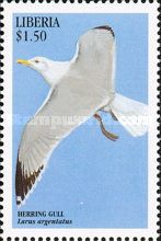 European Herring Gull (Larus argentatus)