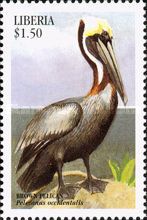 Brown Pelican (Pelecanus occidentalis)