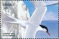 Common Tern (Sterna hirundo)