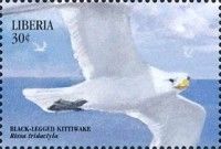 Black-Legged Kittiwake (Rissa tridactyla)