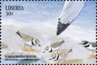 Semipalmated Plover (Charadrius semipalmatus)