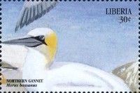 Northern Gannet (Morus bassanus)