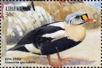 King Eider (Somateria spectabilis)
