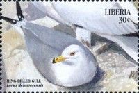 Ring-Billed Gull (Larus delawarensis)