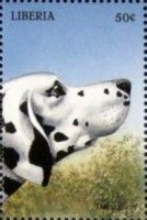 Dalmatian